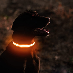 dog collar, led dog collar, light dog collar, glow dog collar, glow in the dark dog collar, flashing dog collar, rechargeable dog collar
