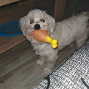 Received Squeaky Chicken Leg Dog Chew Toy from customer M*******e.